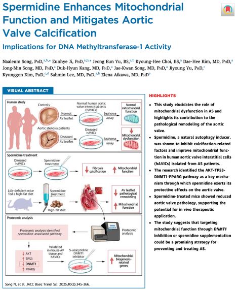 Title page of a paper titled Spermidine Enhances Mitochondrial Function and Mitigates Aortic Valve Calcification