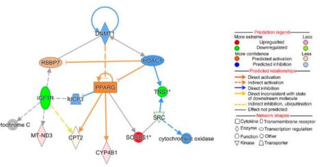 Network analysis showing DNMT1 and PPARG relationship and confidently predicted inhibition and activation respectively.