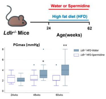 Experimental model with an Ldlr-/- mouse treated with HFD and either water or spermidine. Box plots show increasing peak gradient with aging in the water-treated mice, that is not present in mice treated with spermidine.