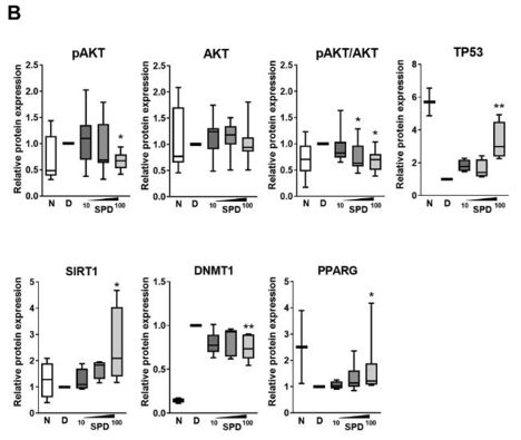 Box plots showing increased pAKT/AKT and DNMT1 in diseased cells and decreased TP53, SIRT1, and PPARG. These patterns are reversed with spermidine.