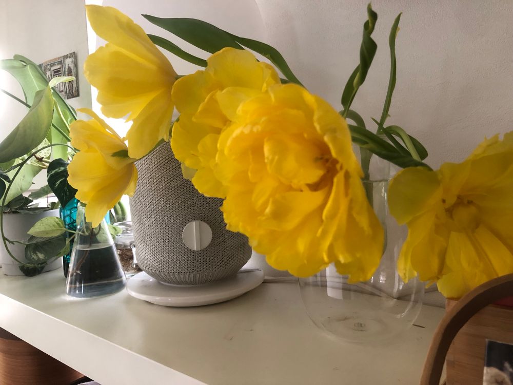 黄色のチューリップ(日中)