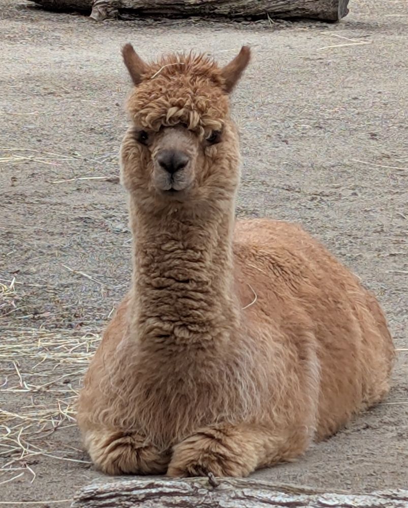 Alpaca