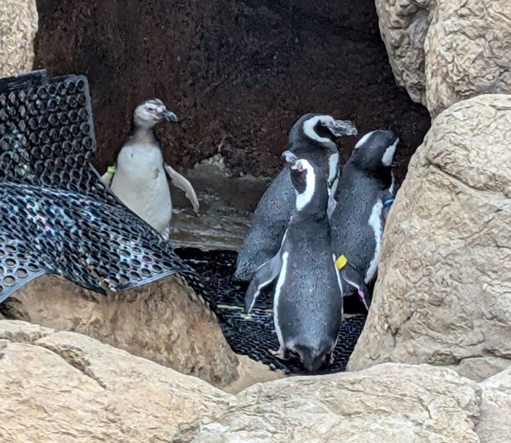 Penguins 