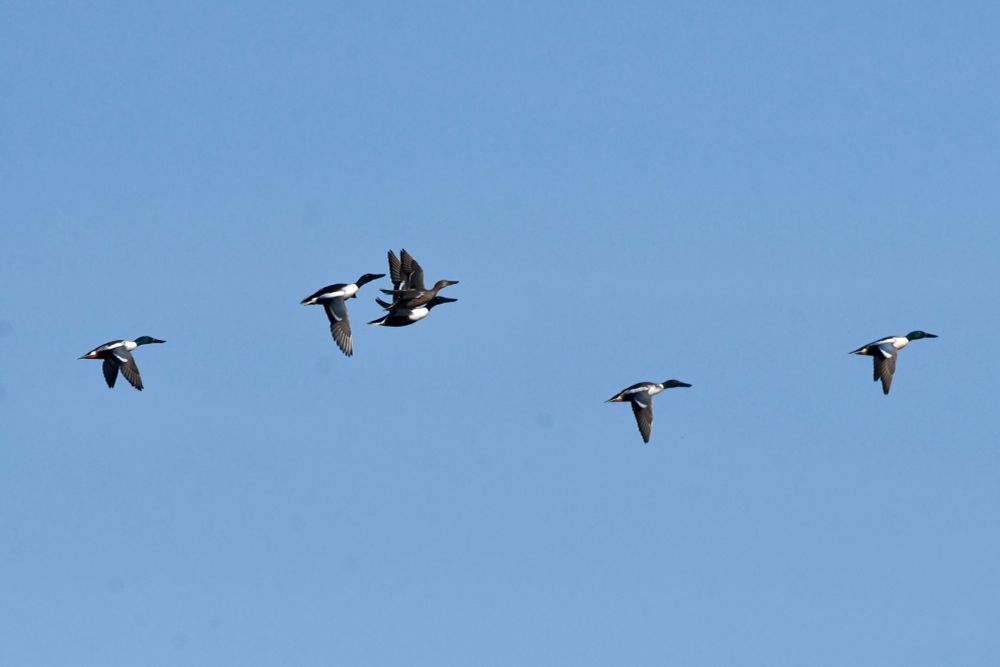 A female Shoveler, the focus of attention for five drakes at a wetland in Northumberland this week. She appeared to be paired with one, so that’s a ‘probable breeding’ record.