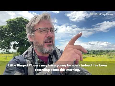 Recording rare breeding birds in mid-summer