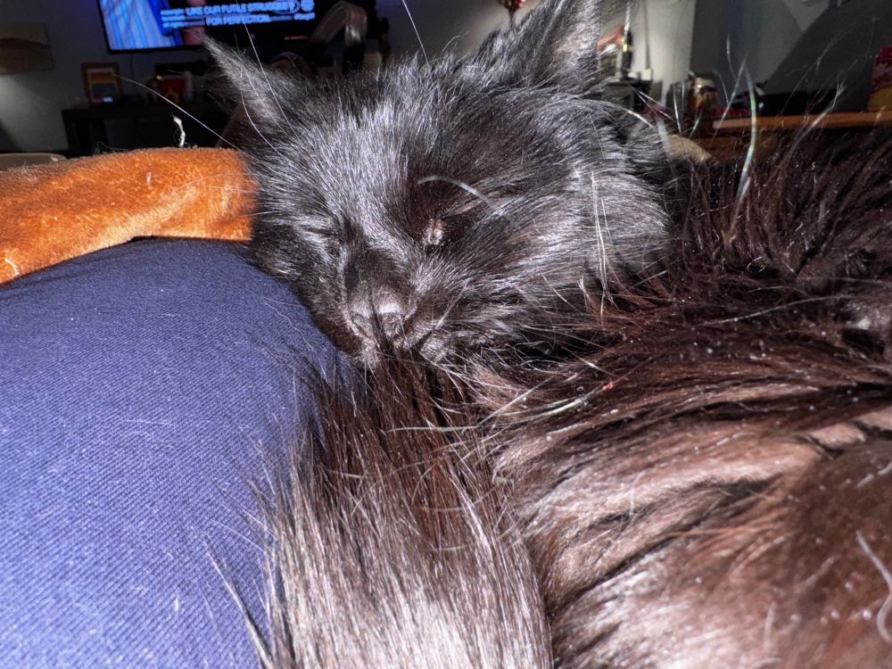 Shadowcat, a sweet black cat, sleeps on her human mama’s knee. 