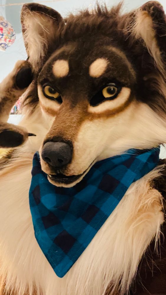wolf fursuiter (Victoria) with brown and white fur wears a blue plaid bandana and looks at the viewer. her mouth is closed.