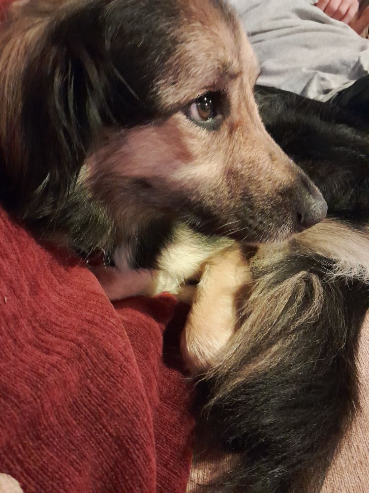 Chien un peu roulé en boule dans un canapé en velours rouge,  l'air légèrement inquiet 