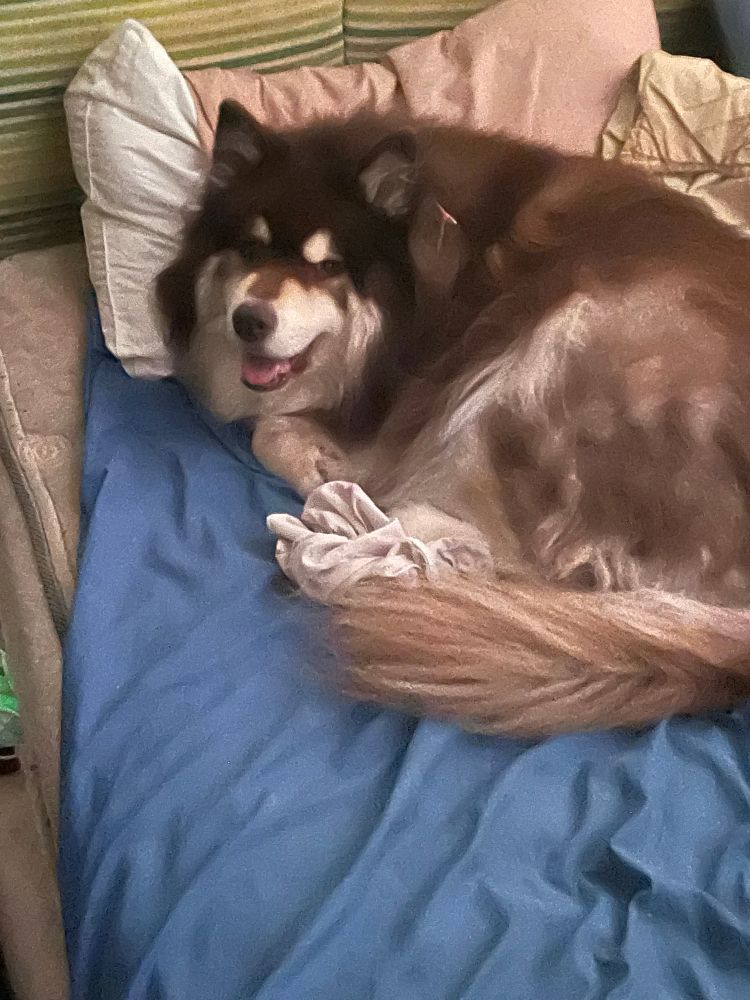 a big fluffy brown and white lapphund is curled up on a people bed, looking at the camera with a goofy smile