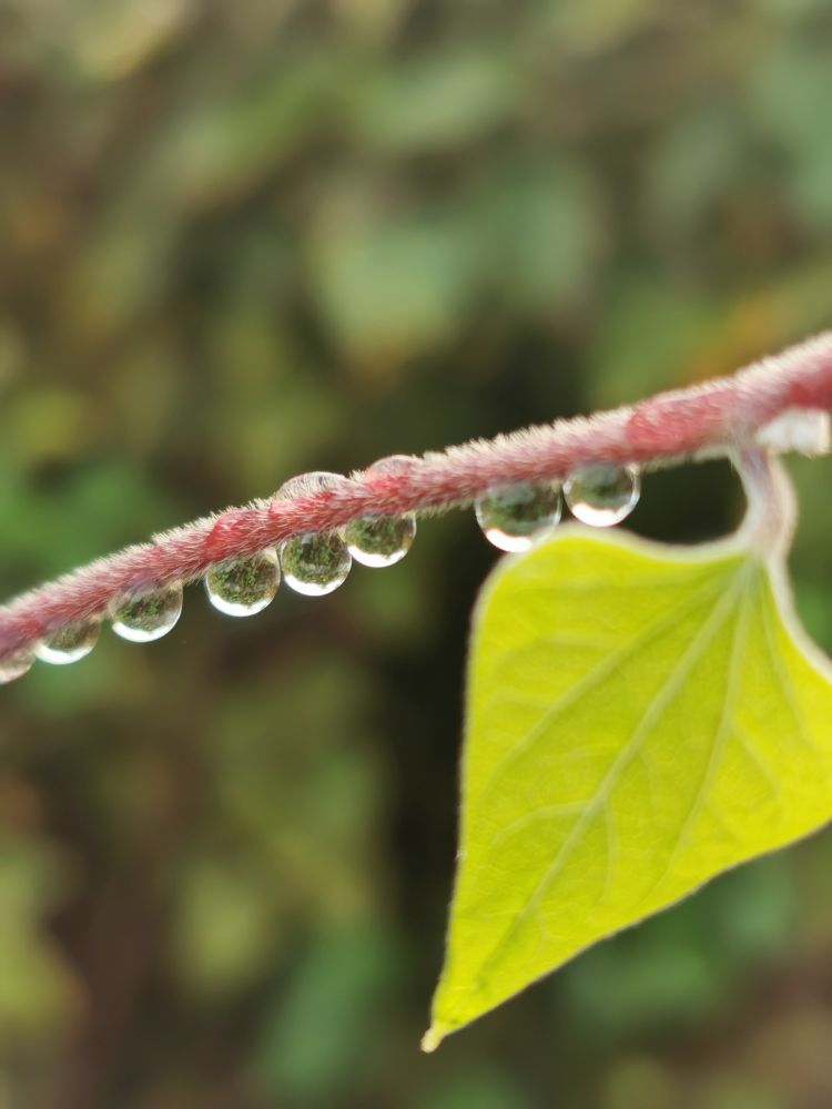 私は水滴が好きよう