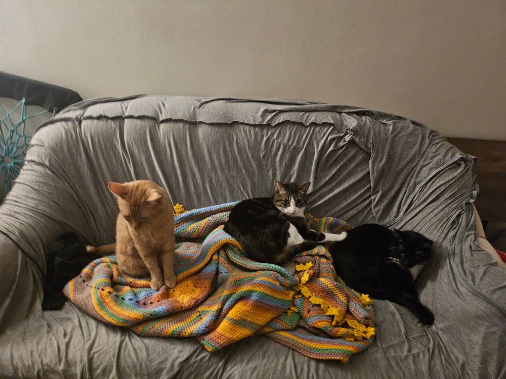 Three cats grouped up on a couch atop a colorful blanket. From left to right they are an orange tabby, a brown tabby and a tuxedo 
