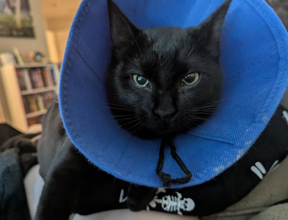 My black kitten Sesame in a cone