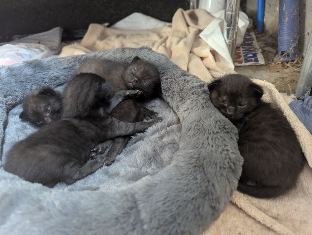 Four black kittens