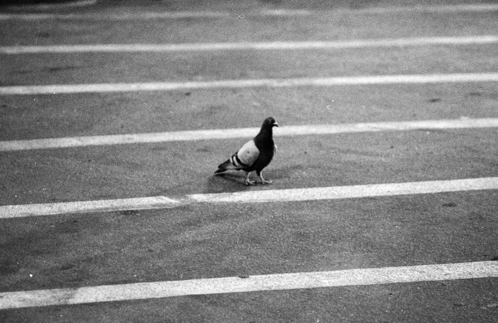 Black and white photo of a pigeon in a crosswalk