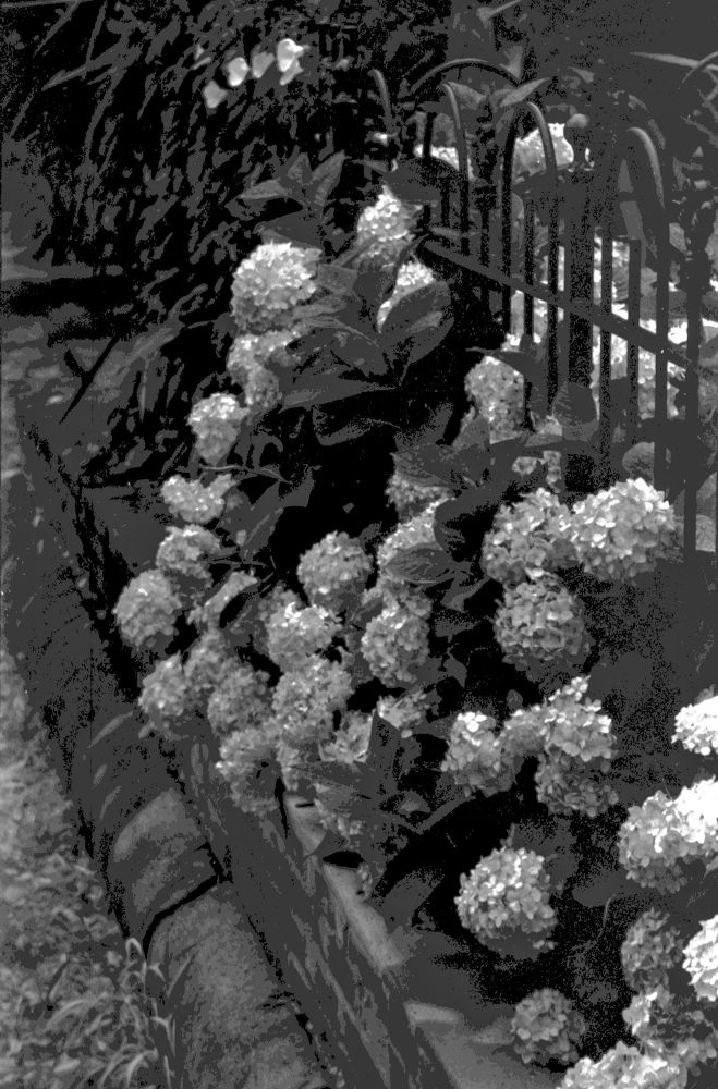 Bushes of flowers growing through a garden fence in black and white