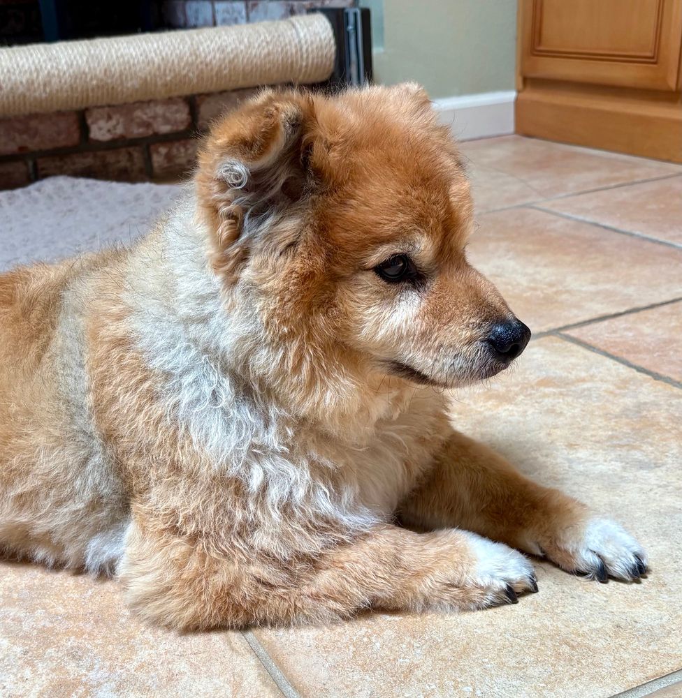 A small long-haired red/cream dog (Pomeranian mix) looking vaguely guilty and avoiding eye contact. His paws and chest are a little damp. 