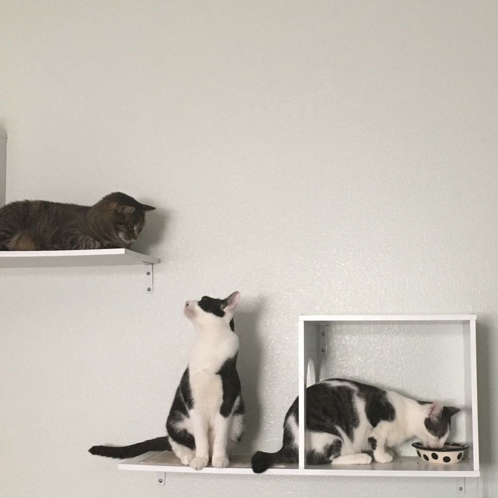 Same cat shelves. The tabby cat is looking down at the black and white kitten, who has been displaced from his food and is now looking up at the tabby like “can you believe my own brother did this to me?” The tabby and white kitten is crouched over the dish, eating. 