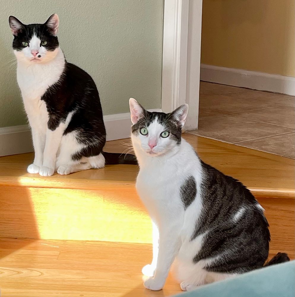 A black and white cat and a tabby and white cat sitting on two levels of a small set of wooden stairs. The black and white cat has a beauty mark to the left of his mouth and looks annoyed; the tabby and white cat has wide open eyes and a “no thoughts, head empty” expression