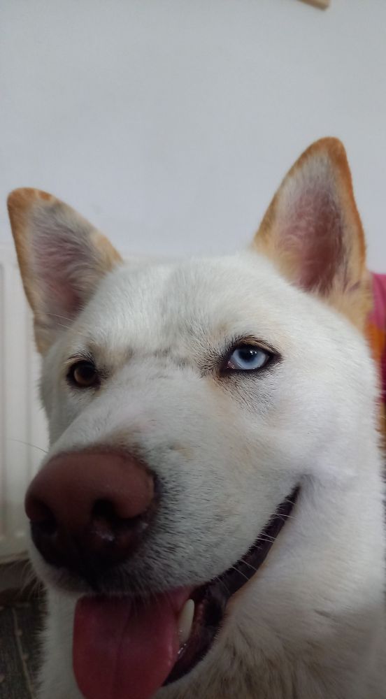 Derpy white husky with heterochromia. Fluffy idiot. Derp-wolf. 