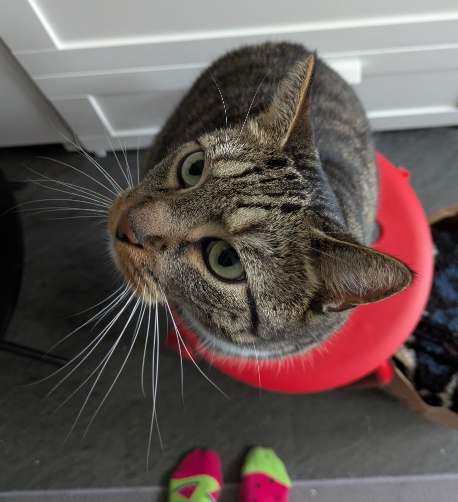 Kater sitzt auf Hocker und schaut nach oben in die Kamera 