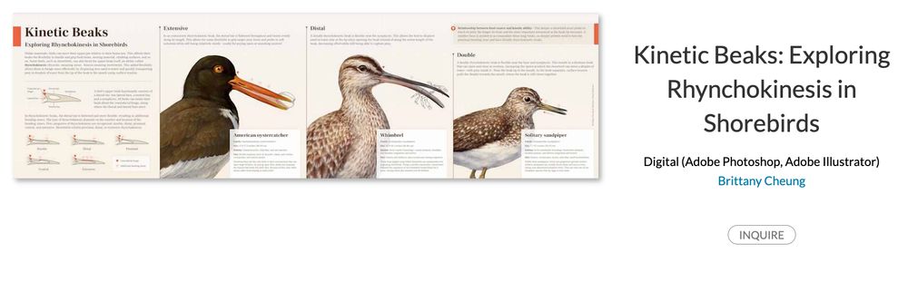 An illustrated diagram of three different shorebirds exhibiting different types of movement within their beaks for the purposes of eating prey. The text is too small to read at this size, but it is filled with explanations.