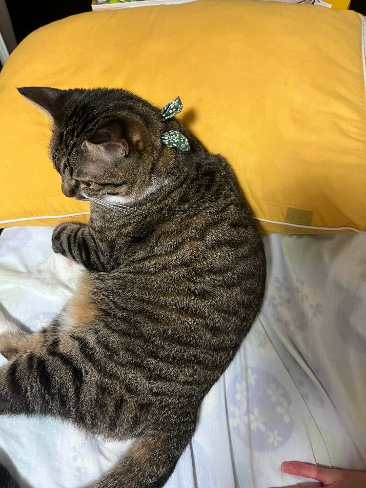 枕を乗っ取る小梅ちゃん