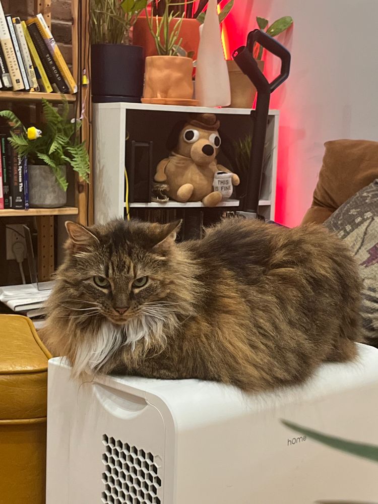 a very calm very fluffy brown cat perches wisely on a dehumidifier, unknowingly messing with the settings