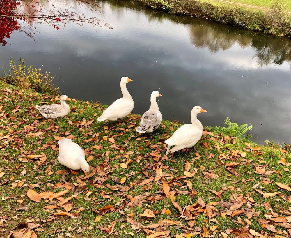 Five white geese on grass specked with brown fallen leaves, on the edge of still dark water that reflects the steel-blue clouds above 