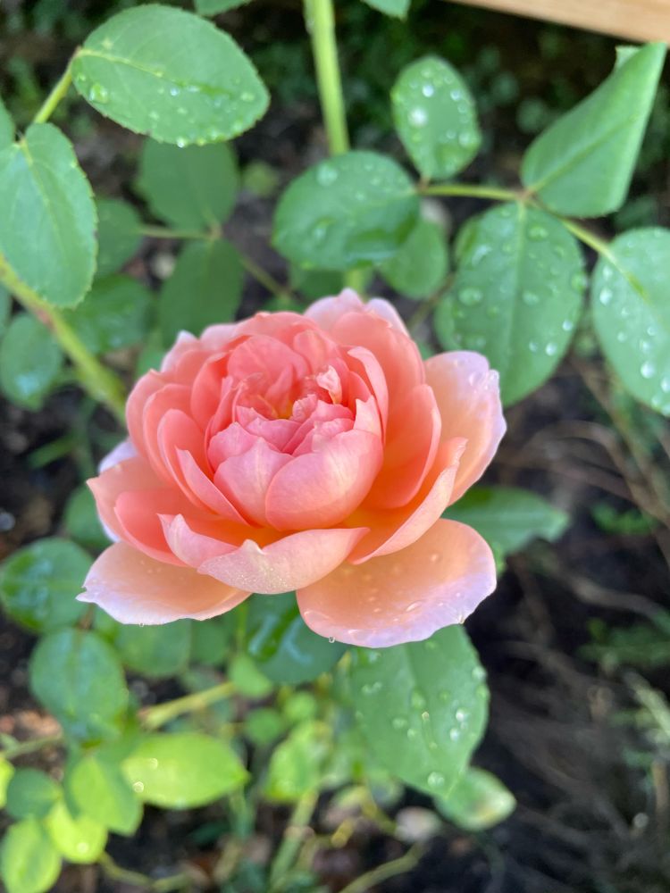 David Austin Carding Mill rose (peachier than the other one, because it’s newer)