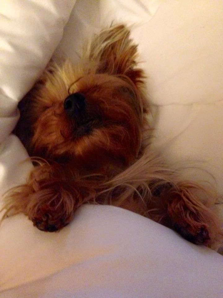 A cute Yorkie sleeping tucked in under the covers. Hasn’t paid rent in 10 years.