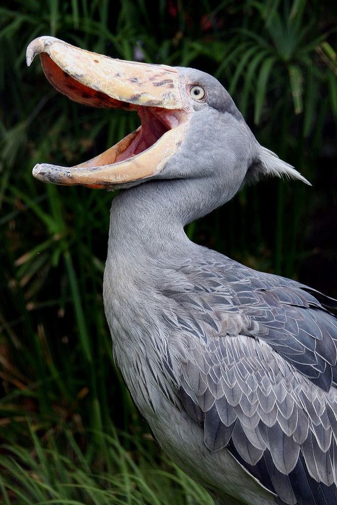 Shoebill stork announcing the death of Dick Cheney