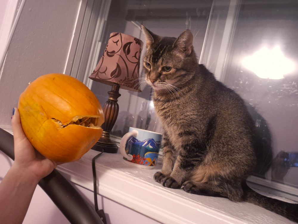A picture of Magi holding up her crushed pumpkin next to her cat Puss in her favourite window. Puss looks very indifferent, but also cute and fluffy like usual.