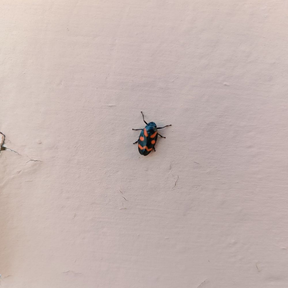 Una Cercopis vulnerata sul muro, è nera e con la livrea nera che presenta strisce e pallini rossi