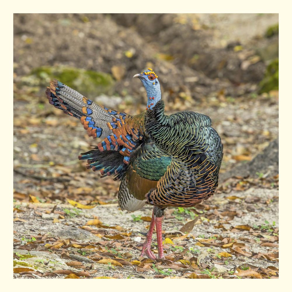The ocellated turkey (Meleagris ocellata) is a species of turkey residing primarily in the Yucatán Peninsula, Mexico, as well as in parts of Belize and Guatemala. It is a relative of the North American wild turkey (Meleagris gallopavo), although it is somewhat smaller. 