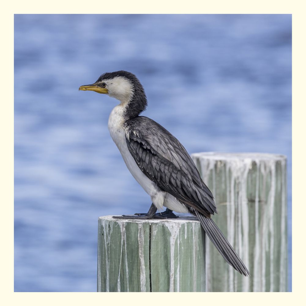 The little pied cormorant (Microcarbo melanoleucos) is a species of waterbird in the cormorant family, Phalacrocoracidae. 
