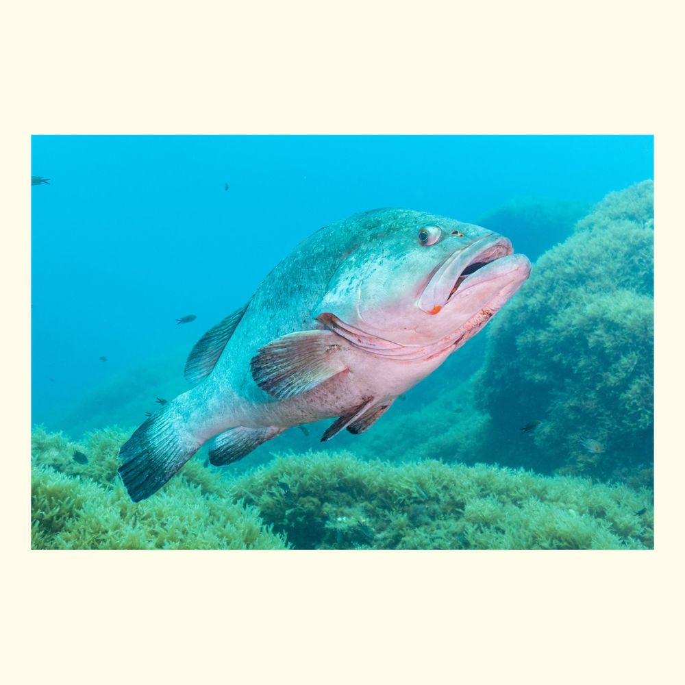 Epinephelus marginatus is a species of fish in the grouper family, Epinephelidae. 