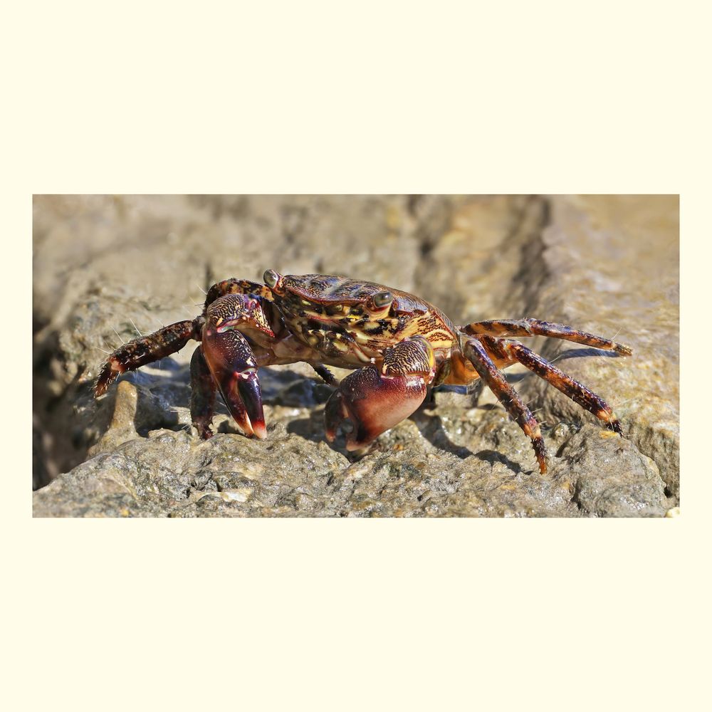 Pachygrapsus marmoratus, also known as the marbled crab, is a species in the family Grapsidae, the marsh crabs. The species is found in southern Europe and northern Africa, in the waters of the Black Sea, the Mediterranean Sea, and parts of the Atlantic Ocean. 