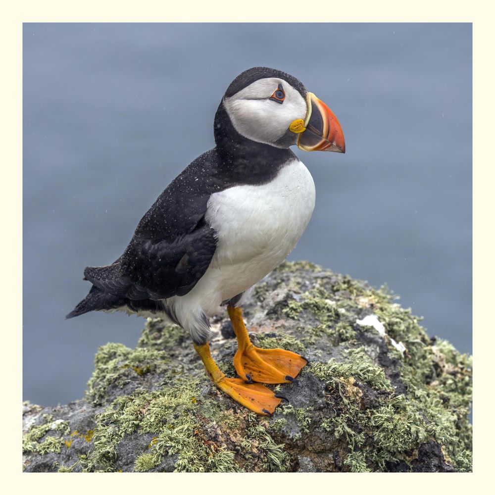 The Atlantic puffin (Fratercula arctica) is a species of seabird in the auk family and is the only puffin native to the Atlantic Ocean. 