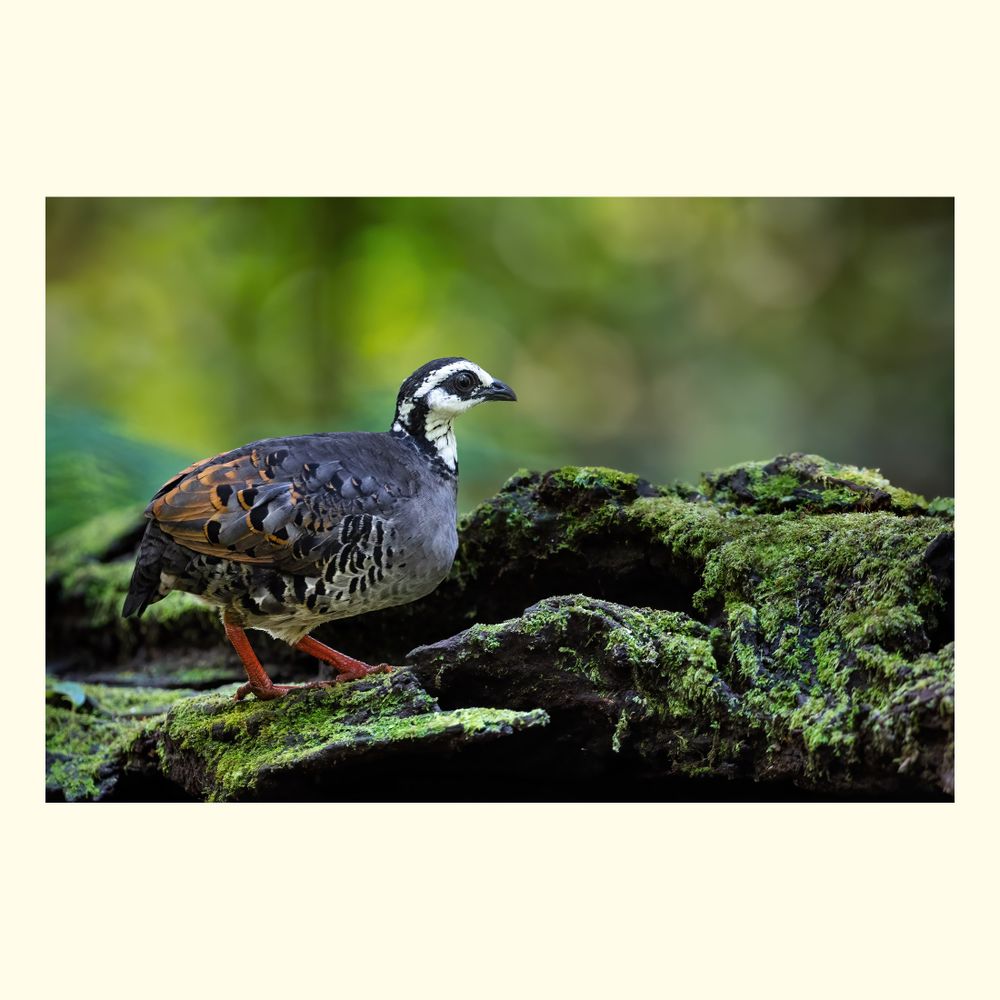 The grey-breasted partridge (Arborophila orientalis) is a bird species in the family Phasianidae. It is endemic to highland forest in the eastern salient of Java, Indonesia. Measuring 28 cm (11 in), the species is a stocky, short-legged bird. 