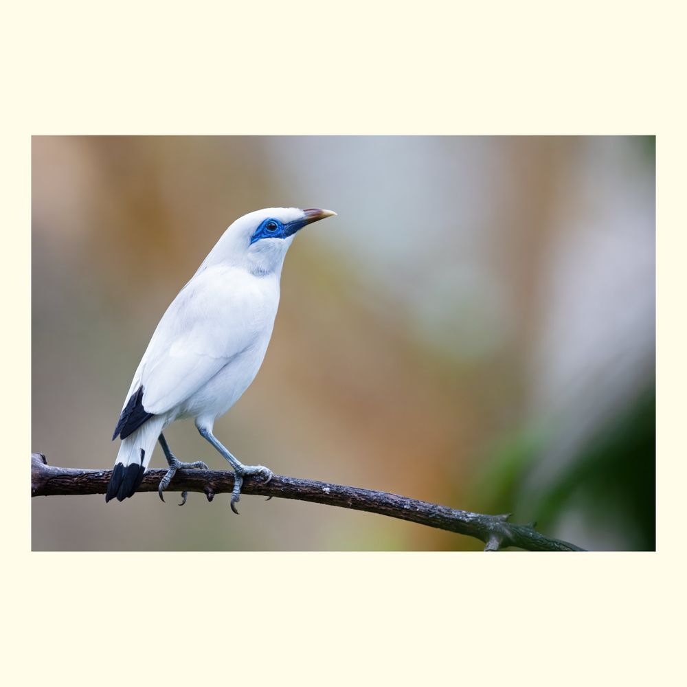 The Bali myna (Leucopsar rothschildi) is a medium-sized bird in the starling family, Sturnidae. It is found in the north-west of the Indonesian island of Bali, and nearby offshore islands. 