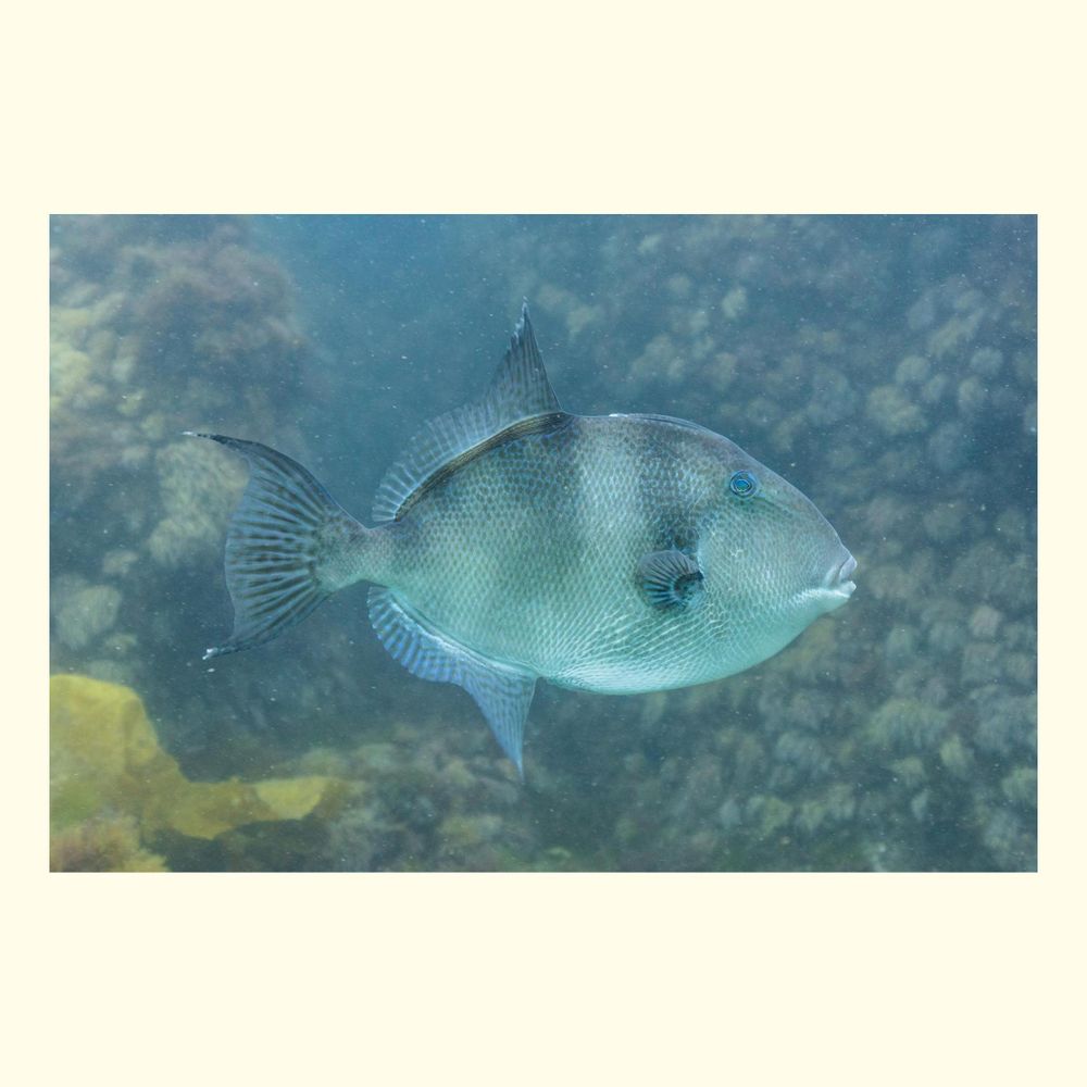 The grey triggerfish (Balistes capriscus) is a species of ray-finned fish in the triggerfish family, Balistidae. 