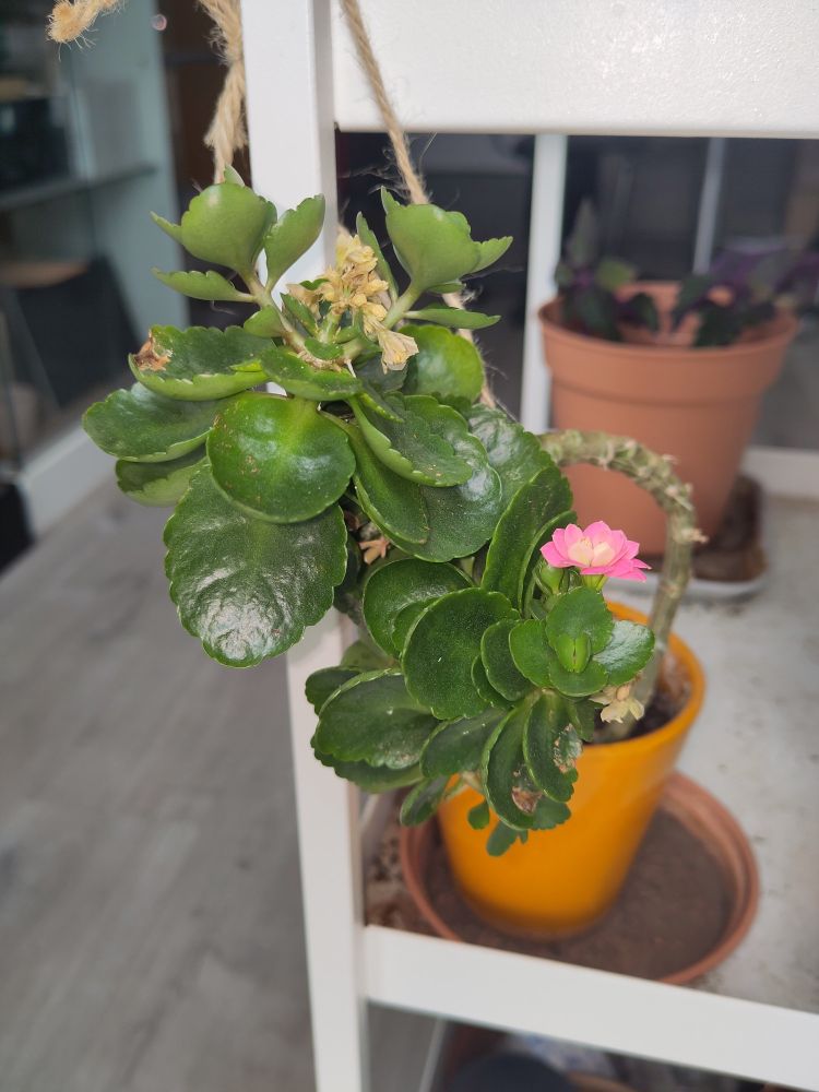 Petite plante à feuilles grasses épaisses, avec de petites fleurs roses. 