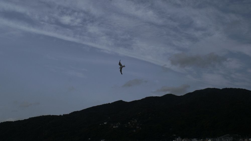 Dawn, mountains, clouds, and bird