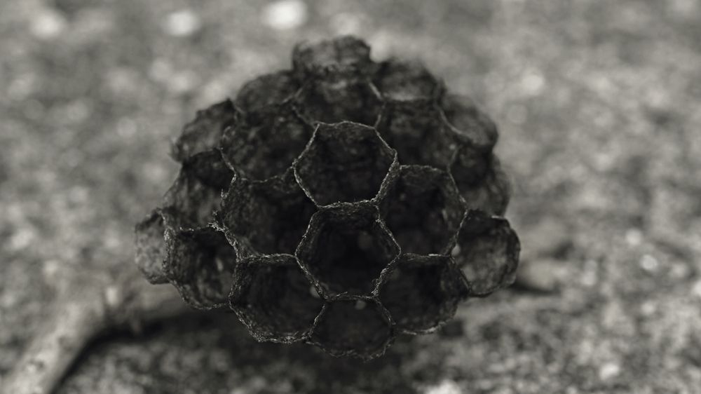 a beehive long since abandoned