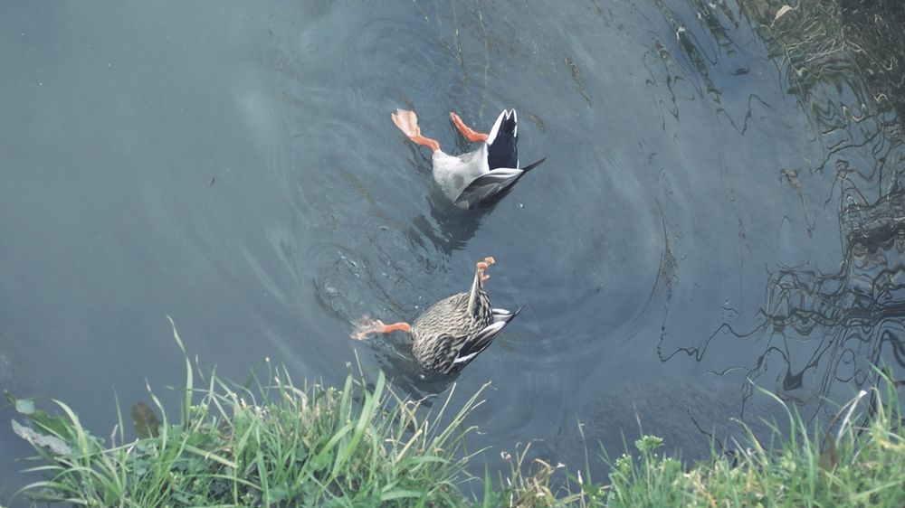 Kamogawa ducks synchronised swimming