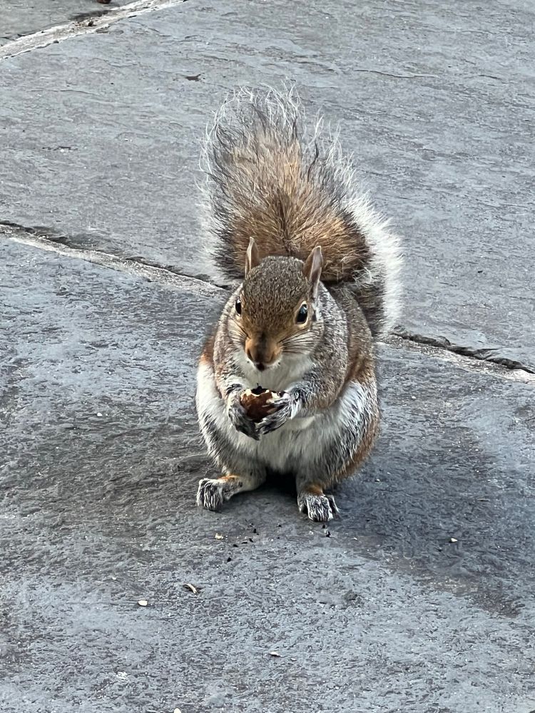 Squirrel
