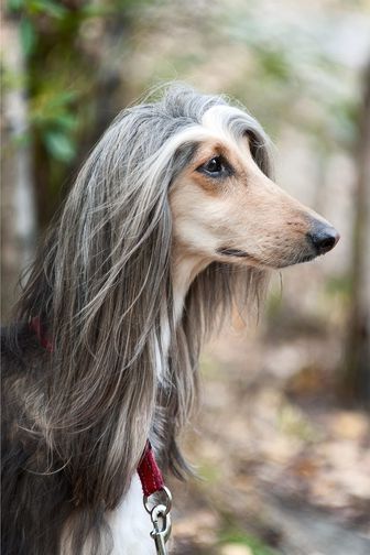 glamor photo of an afghan hound with long elegant gray hair.