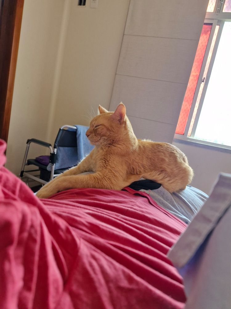 Xandy, my cat, laying on top of me with his eyes closed and extended paws.