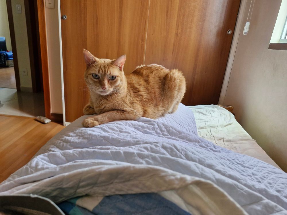 My cat, Xandy, is on top of me. Laying down on the bed. 