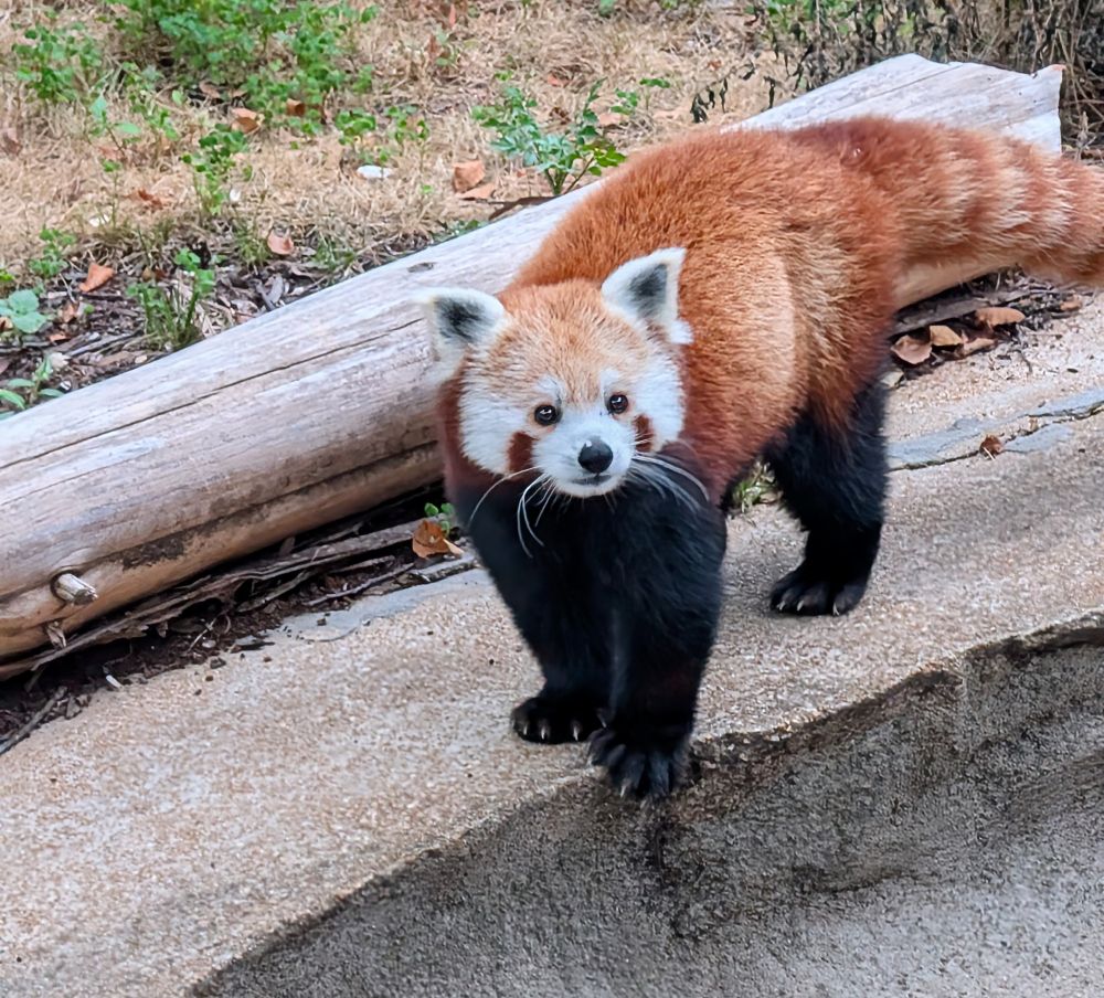 Winnie the red panda looking up at the camera. 